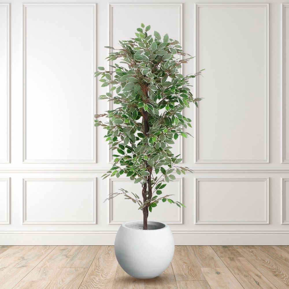 Olaya Artificial Ficus Potted Plant 6'